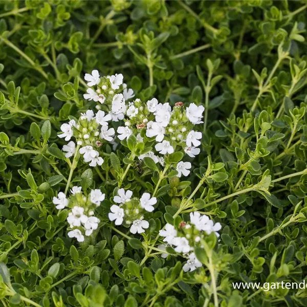 Sand-Thymian 'Albus'