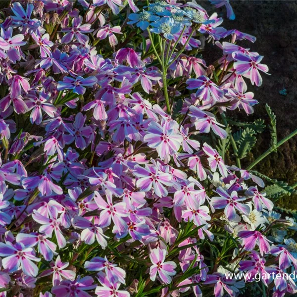 Polster-Flammenblume 'Candy Stripes'