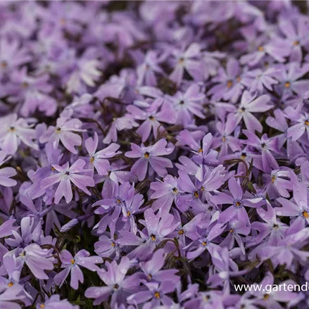 Polster-Flammenblume 'Emerald Cushion Blue'