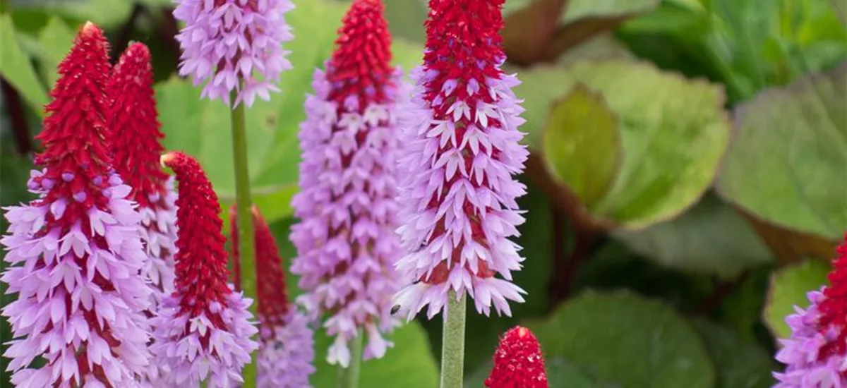 Orchideen-Primel 'Red Hot Poker' 1 Liter Topf