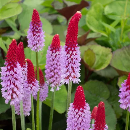 Orchideen-Primel 'Red Hot Poker'