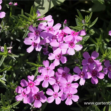 Polster-Flammenblume 'Zwergenteppich'