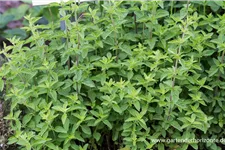 Oregano 9 x 9 cm Topf 0,5 Liter