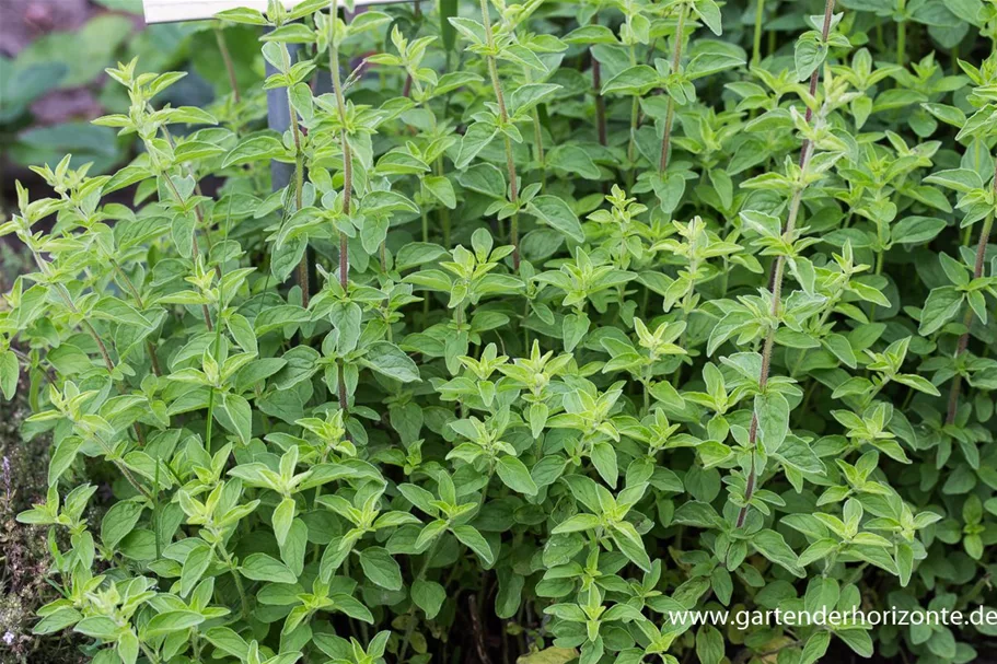 Oregano 9 x 9 cm Topf 0,5 Liter