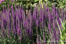 Scheinähriger Ehrenpreis 'Purpleiciosus' 9 x 9 cm Topf 0,5 Liter