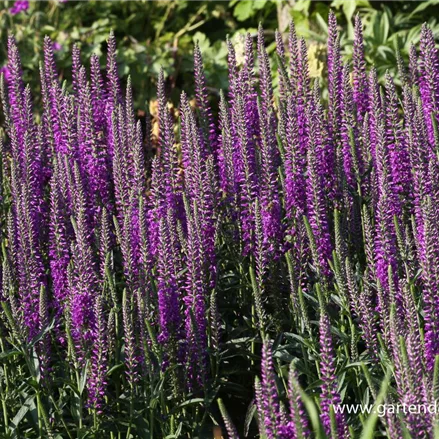 Scheinähriger Ehrenpreis 'Purpleiciosus'