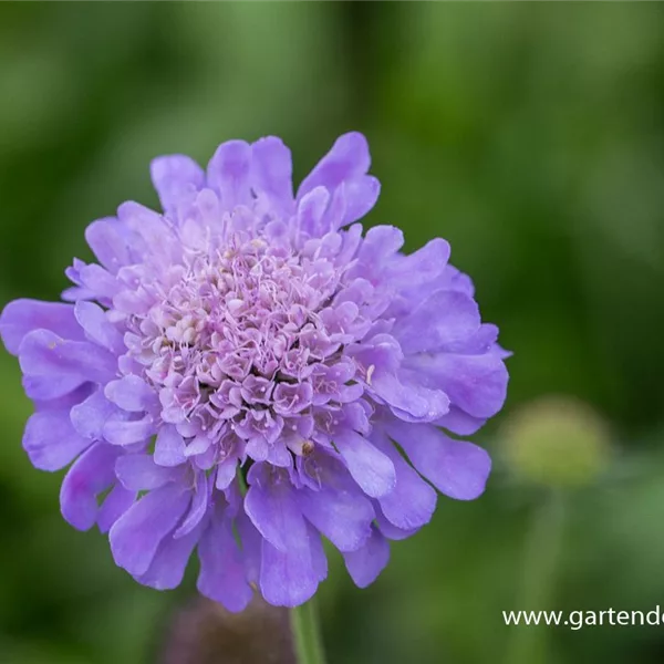 Tauben-Skabiose 'Butterfly Blue'