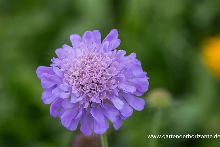 Tauben-Skabiose 'Butterfly Blue' 1 Liter Topf