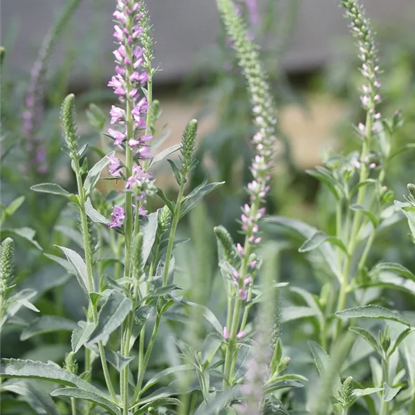 Scheinähriger Garten-Ehrenpreis 'Barcarolle'