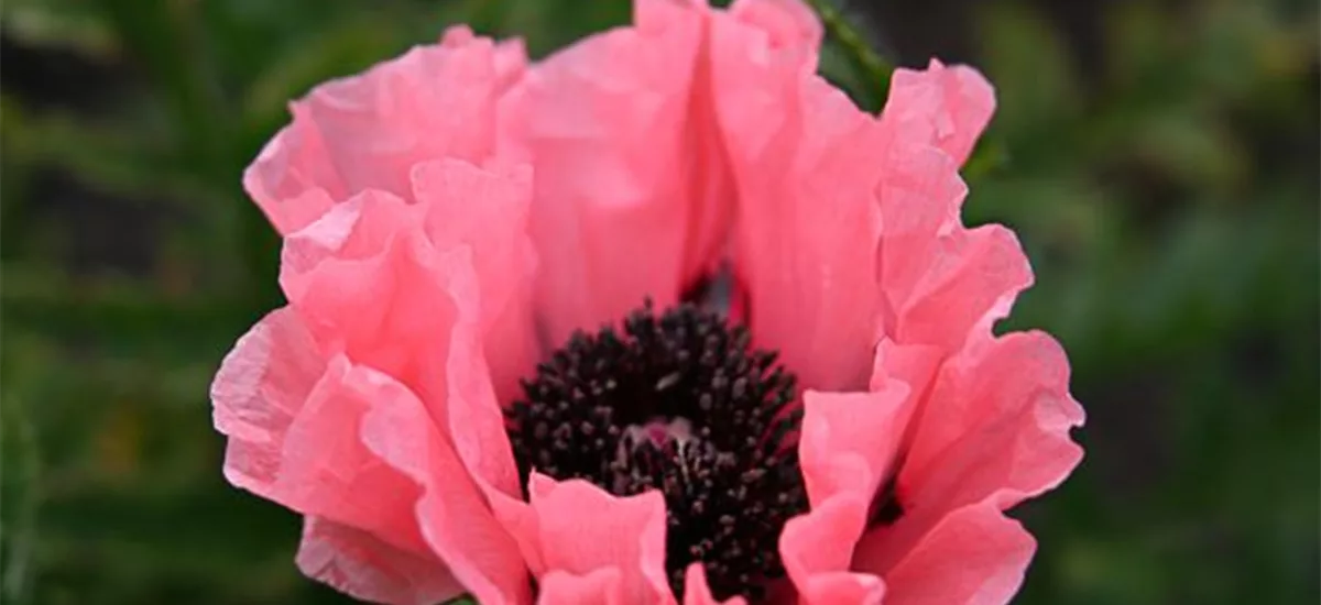 Papaver orientale 'Princess Victoria Louise' 1 Liter Topf 