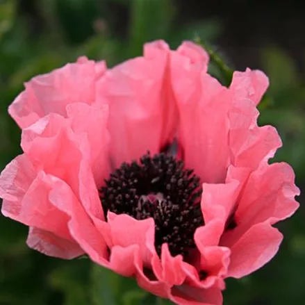 Papaver orientale 'Princess Victoria Louise'