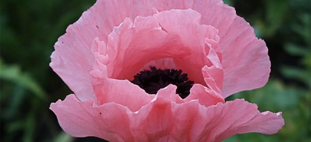 Orientalischer Mohn 'Helen Elizabeth' 1 Liter Topf