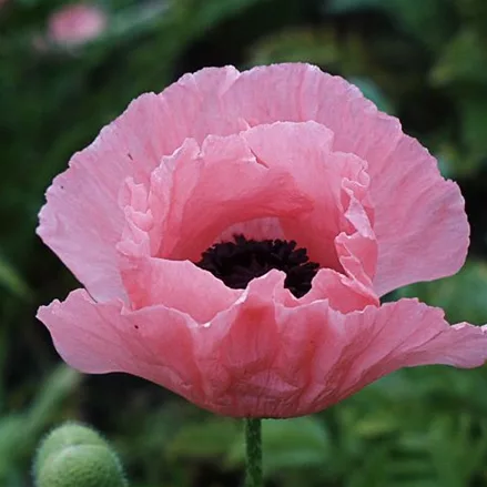 Orientalischer Mohn 'Helen Elizabeth'