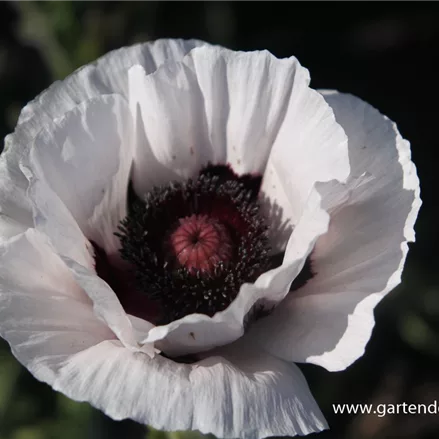 Orientalischer Mohn 'Perry'