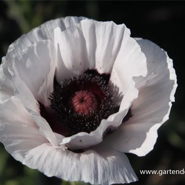 Orientalischer Mohn 'Perry'