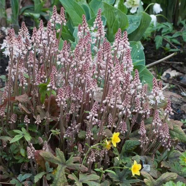 Zipfelblättrige Schaumblüte 'Pink Skyrocket'