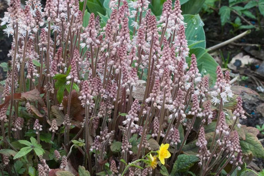 Zipfelblättrige Schaumblüte 'Pink Skyrocket' 1 Liter Topf