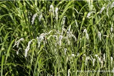 Weißer Wiesenknopf 'White Tanna' 1 Liter Topf