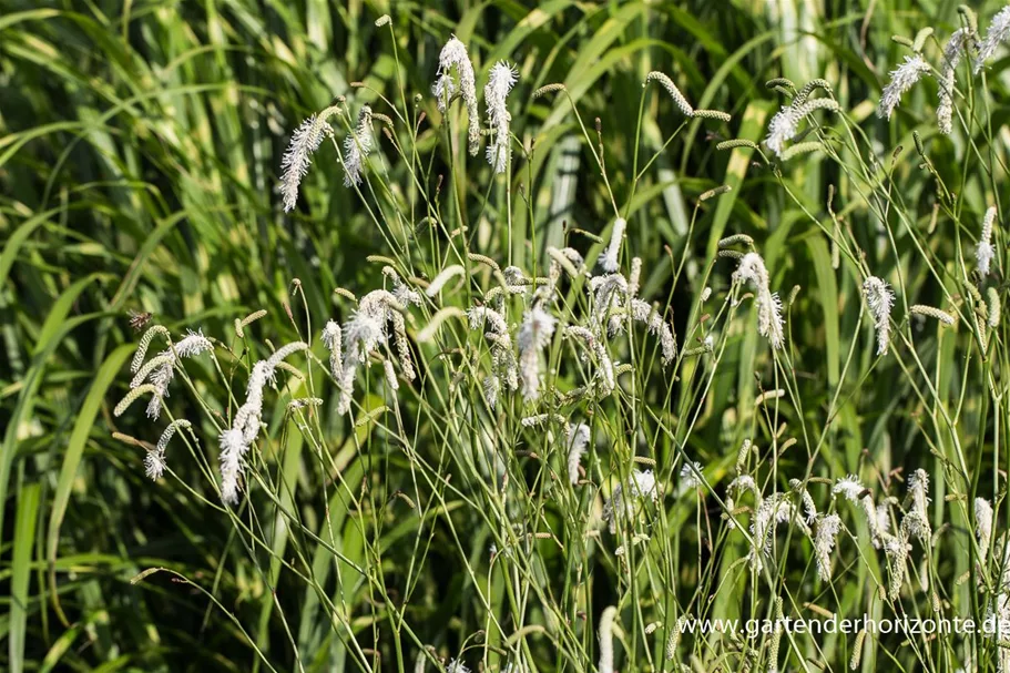 Weißer Wiesenknopf 'White Tanna' 1 Liter Topf