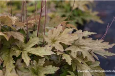 Zipfelblättrige Schaumblüte 'Pink Skyrocket' 1 Liter Topf