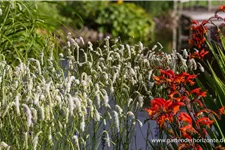 Weißer Wiesenknopf 'White Tanna' 1 Liter Topf