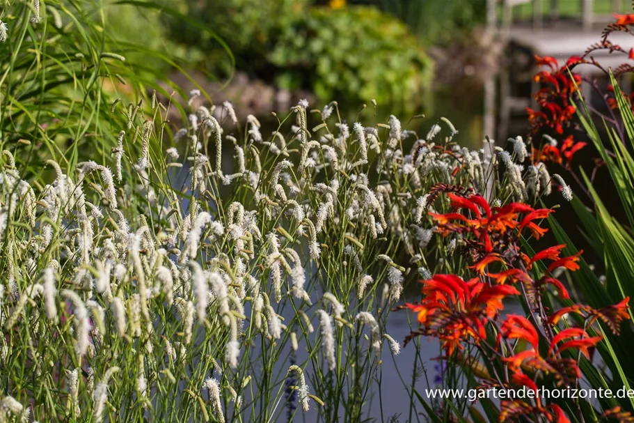 Weißer Wiesenknopf 'White Tanna' 1 Liter Topf