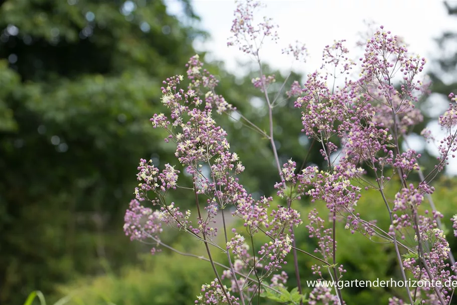 Prächtige Wiesenraute 'Elin' 1 Liter Topf