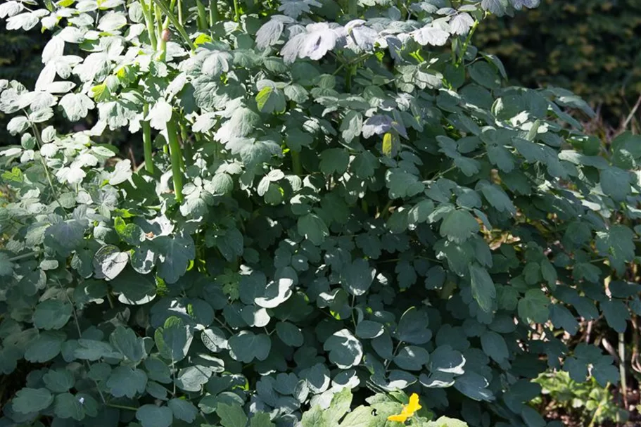 Prächtige Wiesenraute 'Elin' 1 Liter Topf