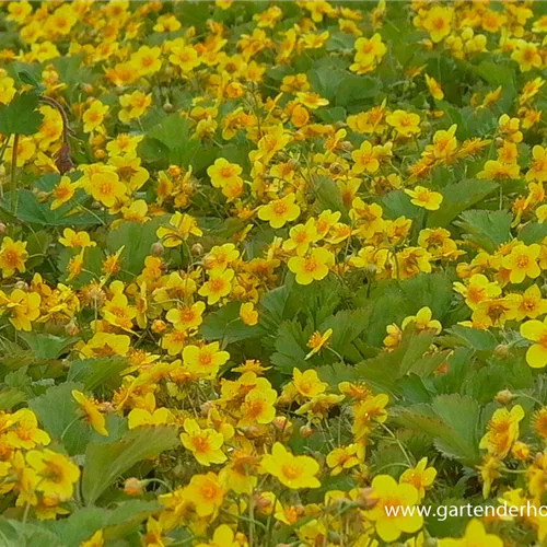 Teppich-Golderdbeere