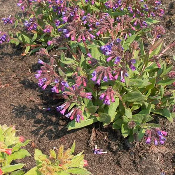 Schmalblättriges Lungenkraut 'Azurea'