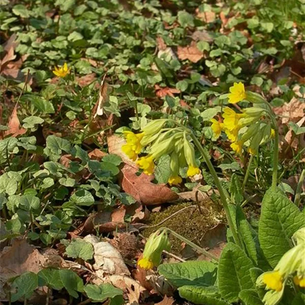 Wiesen-Schlüsselblume