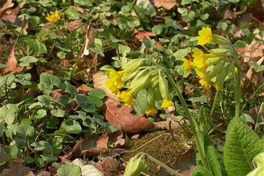 Wiesen-Schlüsselblume 9 x 9 cm Topf 0,5 Liter