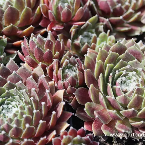 Spinnweben-Hauswurz 'Rauhreif' Spinnweben-Hauswurz 'Rauhreif'