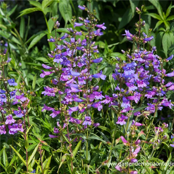 Scoulers Bartfaden 'Catherine de la Mare'