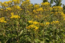 Verwachsenblättrige Becherpflanze 1 Liter Topf