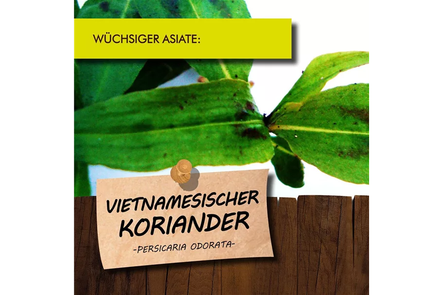 Bio Vietnamesischer Koriander Kräutertopf 12 cm Vietnamesischer Koriander