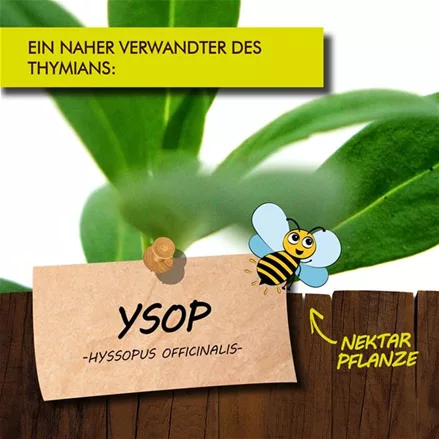 Bio Ysop