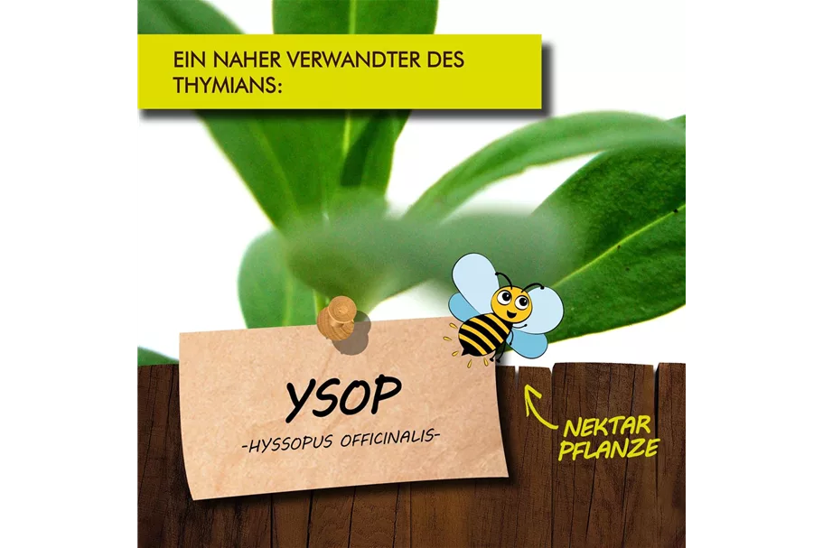 Bio Ysop Kräutertopf 12 cm Ysop