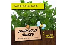 Bio Marokko Minze Kräutertopf 12 cm Marokko Minze