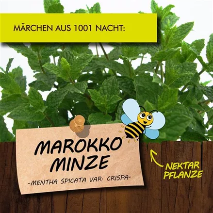 Bio Marokko Minze