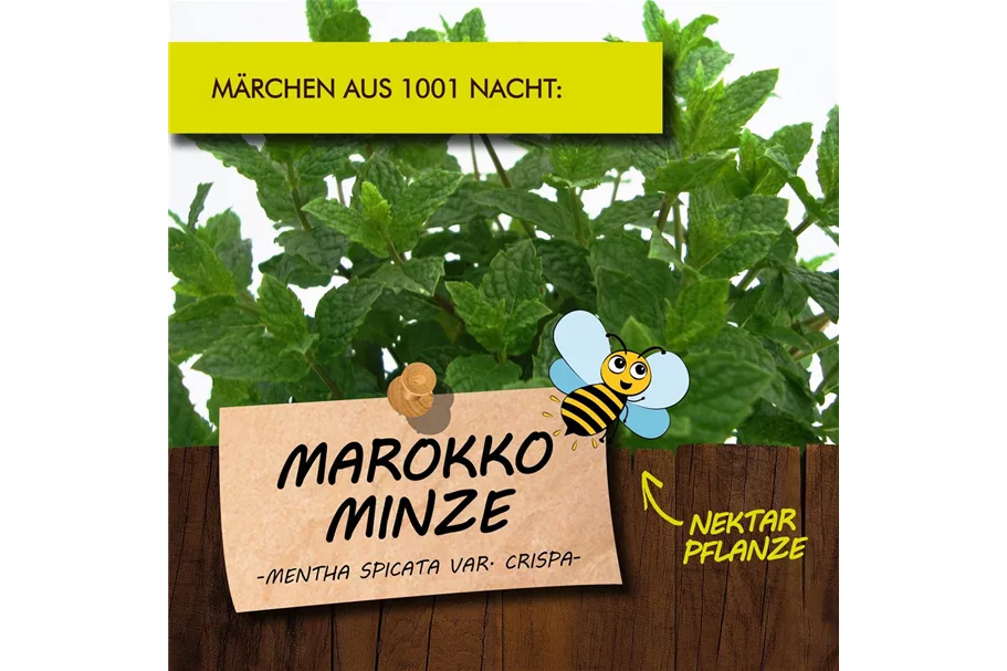 Bio Marokko Minze Kräutertopf 12 cm Marokko Minze