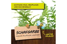 Bio Schafgarbe Kräutertopf 12 cm Schafgarbe