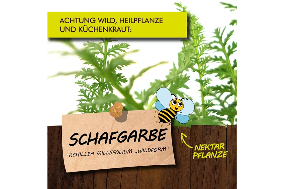 Bio Schafgarbe Kräutertopf 12 cm Schafgarbe