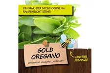 Bio Goldoregano Kräutertopf 12 cm Goldoregano