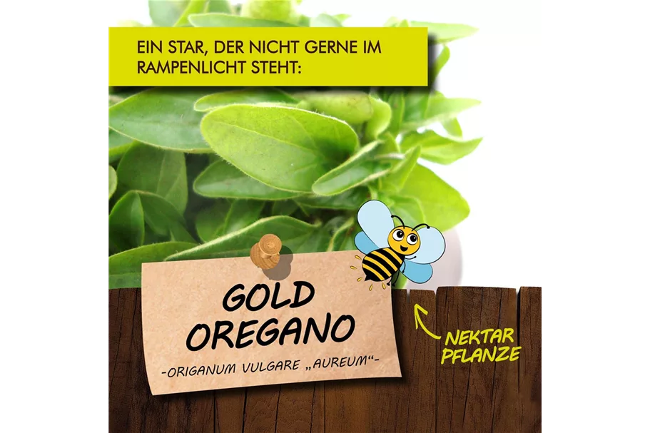 Bio Goldoregano Kräutertopf 12 cm Goldoregano