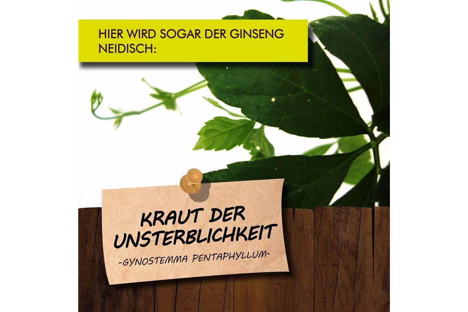 Bio Kraut der Unsterblichkeit Kräutertopf 12 cm Kraut der Unsterblichkeit