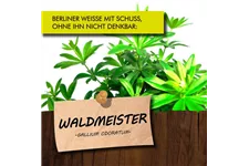 Bio Waldmeister Kräutertopf 12 cm Waldmeister