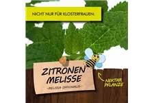 Bio Zitronenmelisse Kräutertopf 12 cm Zitronenmelisse