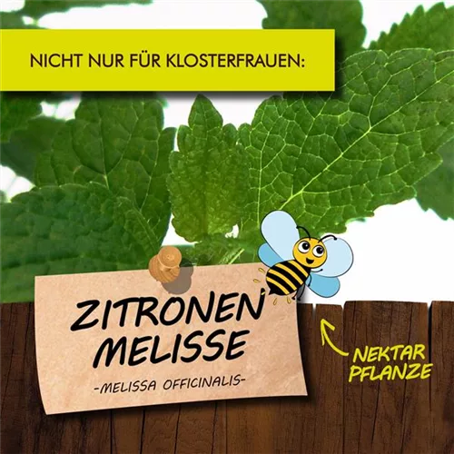 Bio Zitronenmelisse