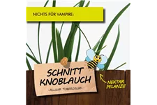 Bio Schnittknoblauch Kräutertopf 12 cm Schnittknoblauch